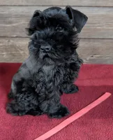 Gabby Red Collar, a male Miniature Schnauzer for sale in Montevideo, MN – 6 of 9