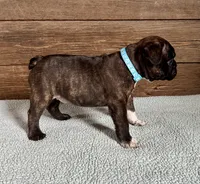 Harlin, a male Boston Terrier and French Bulldog for sale in Montevideo, MN – 9 of 9