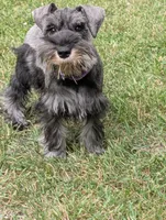 Diva F, a female Miniature Schnauzer for sale in Montevideo, MN – 1 of 9
