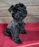 Gabby Red Collar, a male Miniature Schnauzer for sale in Montevideo, MN – 2 of 9