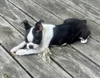 Tucker , a male Boston Terrier for sale in Montevideo, MN – 6 of 8