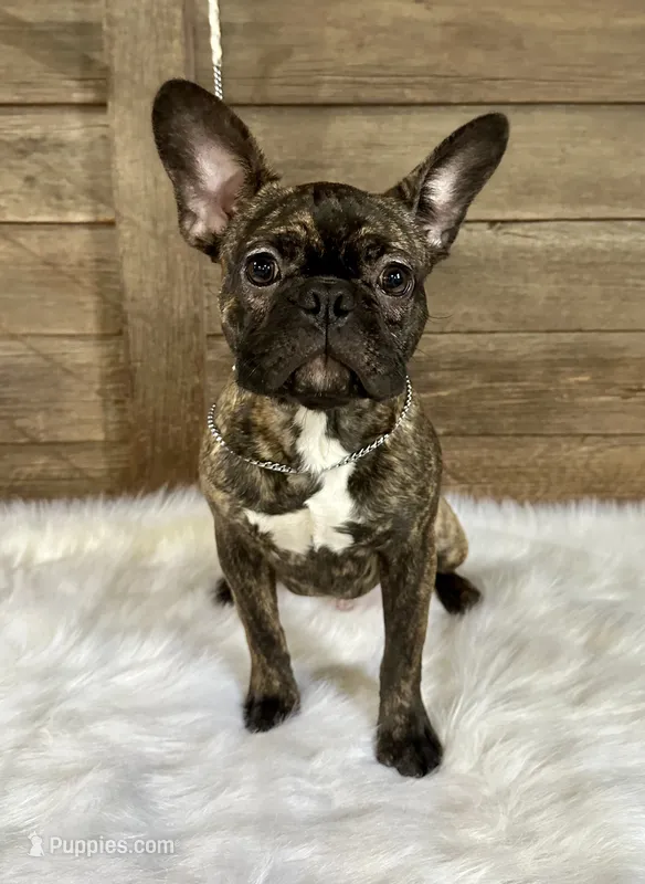 Tyson – Boston Terrier, French Bulldog puppy for sale in Montevideo, MN