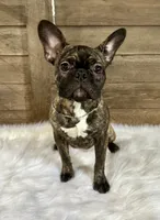 Tyson, a male Boston Terrier and French Bulldog for sale in Montevideo, MN – 1 of 5