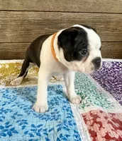 Dillon , a male Boston Terrier for sale in Montevideo, MN – 6 of 8