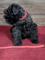 Gabby Red Collar, a male Miniature Schnauzer for sale in Montevideo, MN – 8 of 9