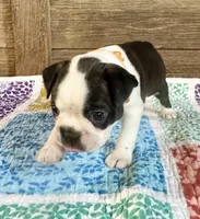Dillon , a male Boston Terrier for sale in Montevideo, MN – 2 of 8