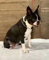 Frank , a male Boston Terrier for sale in Montevideo, MN – 7 of 8