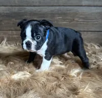 Frank , a male Boston Terrier for sale in Montevideo, MN – 6 of 8