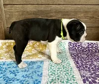 Chase, a male Boston Terrier for sale in Montevideo, MN – 4 of 7