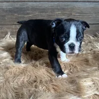 Frank , a male Boston Terrier for sale in Montevideo, MN – 5 of 8