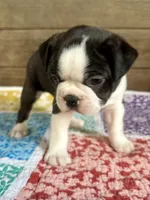 Bryce, a male Boston Terrier for sale in Montevideo, MN – 4 of 8