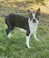 Chase, a male Boston Terrier for sale in Montevideo, MN – 6 of 7