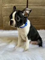 Thor, a male Boston Terrier for sale in Montevideo, MN – 3 of 10