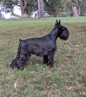Maggie, a female Miniature Schnauzer for sale in Montevideo, MN – 8 of 10