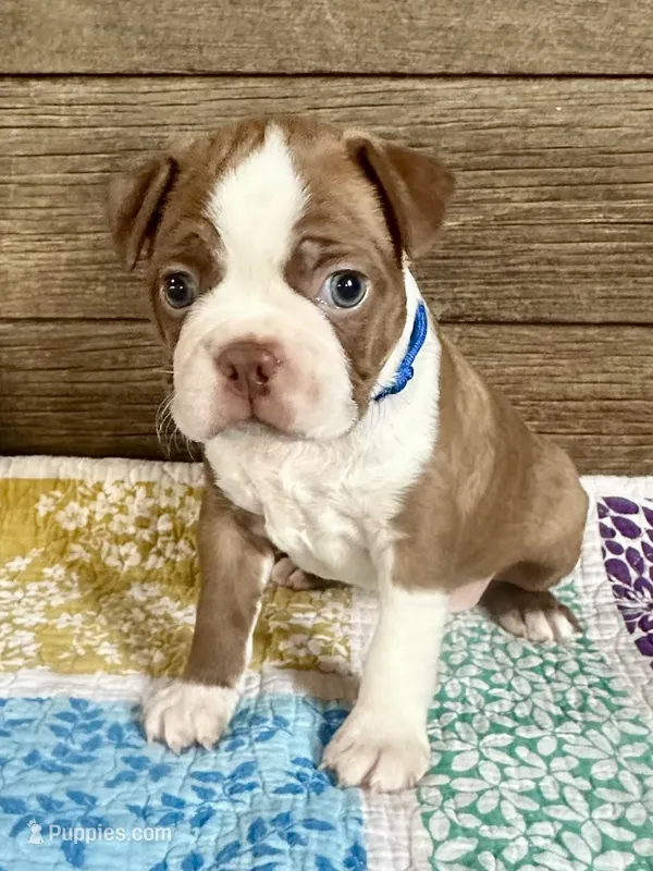 Rip – Boston Terrier puppy for sale in Montevideo, MN