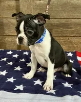 Thor, a male Boston Terrier for sale in Montevideo, MN – 3 of 5