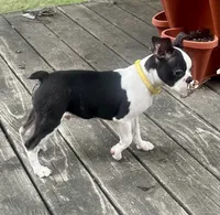 Tucker , a male Boston Terrier for sale in Montevideo, MN – 7 of 8