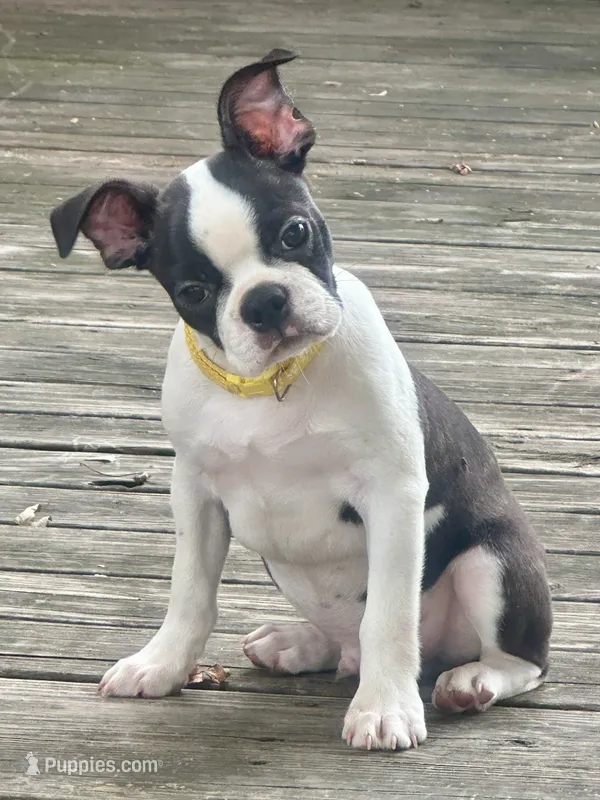 Tucker  – Boston Terrier puppy for sale in Montevideo, MN