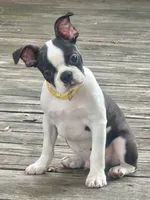 Tucker , a male Boston Terrier for sale in Montevideo, MN – 1 of 8