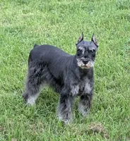 Maggie, a female Miniature Schnauzer for sale in Montevideo, MN – 5 of 10