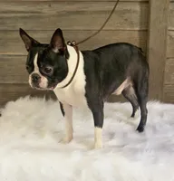 Bart, a male Boston Terrier for sale in Montevideo, MN – Photo 8 of 8