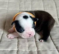 Bart, a male Boston Terrier for sale in Montevideo, MN – Photo 3 of 8