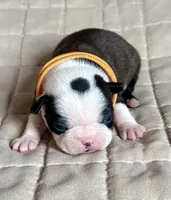 Bart, a male Boston Terrier for sale in Montevideo, MN – Photo 2 of 8