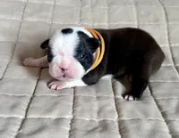 Bart, a male Boston Terrier for sale in Montevideo, MN – Photo 4 of 8