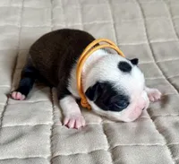 Bart, a male Boston Terrier for sale in Montevideo, MN – Photo 5 of 8