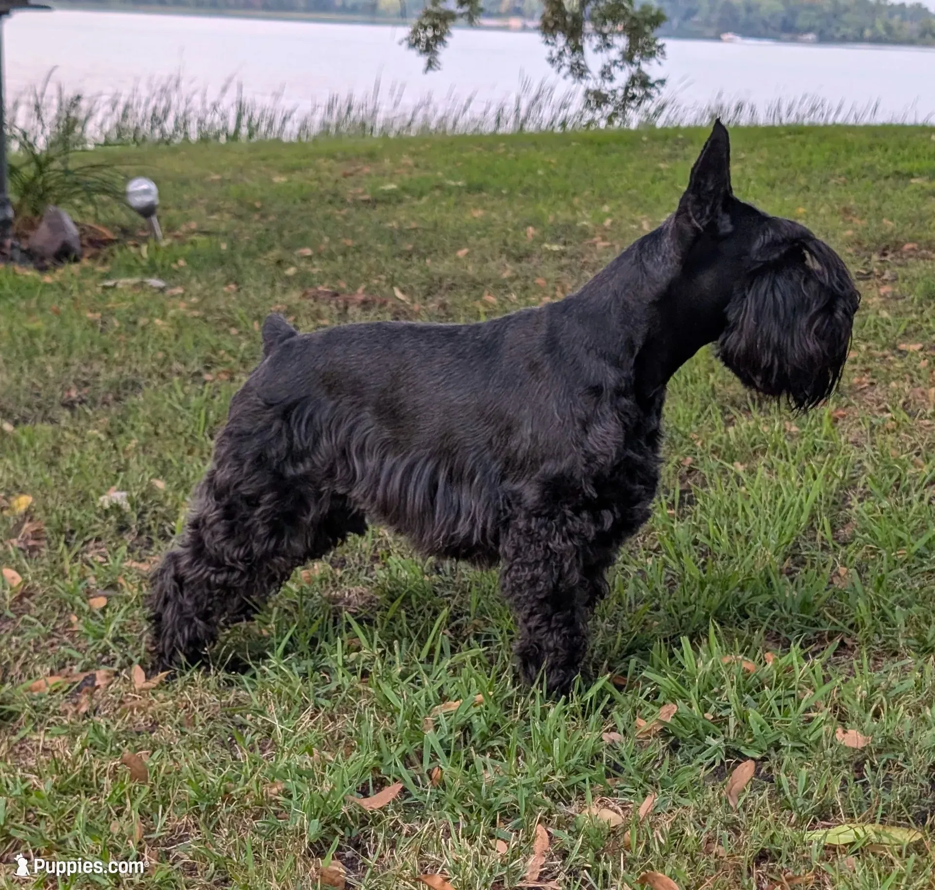 Maggie, a female Miniature Schnauzer for sale in Montevideo, MN – 6 of 10