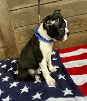 Thor, a male Boston Terrier for sale in Montevideo, MN – 5 of 5