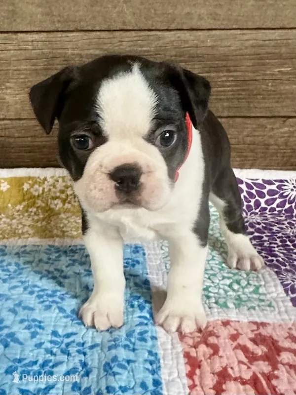 Bryce – Boston Terrier puppy for sale in Montevideo, MN