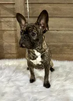 Tyson, a male Boston Terrier and French Bulldog for sale in Montevideo, MN – 2 of 5