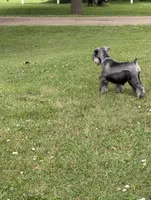 Diva F, a female Miniature Schnauzer for sale in Montevideo, MN – 6 of 9