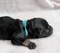 Flirt Aqua collar, a female Miniature Schnauzer for sale in Montevideo, MN – Photo 6 of 7