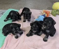 Flirt Aqua collar, a female Miniature Schnauzer for sale in Montevideo, MN – Photo 3 of 7