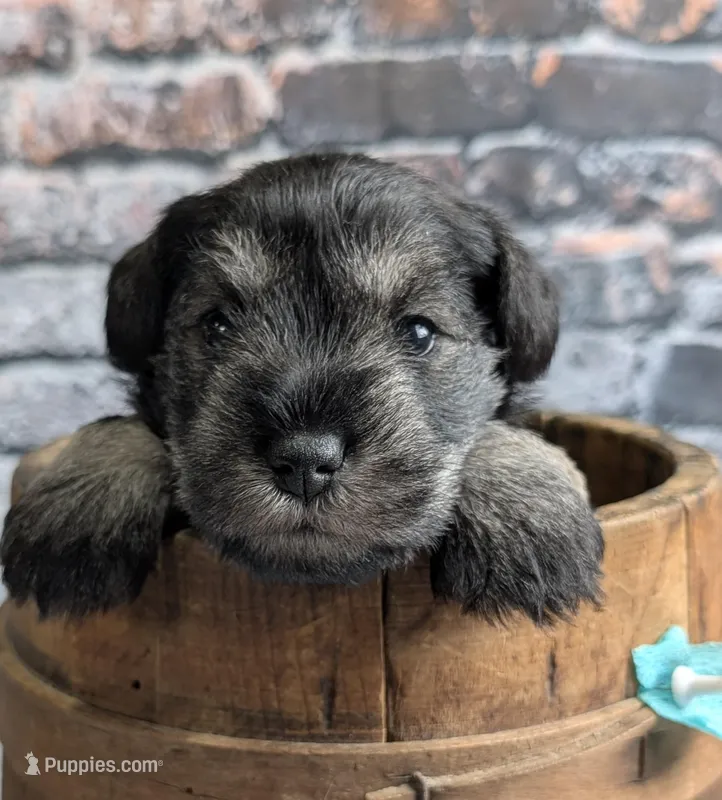 Flirt Aqua collar – Miniature Schnauzer puppy for sale in Montevideo, MN