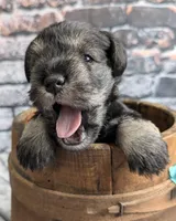 Flirt Aqua collar, a female Miniature Schnauzer for sale in Montevideo, MN – Photo 2 of 7