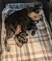 Flirt Aqua collar, a female Miniature Schnauzer for sale in Montevideo, MN – Photo 5 of 7