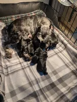 Flirt Aqua collar, a female Miniature Schnauzer for sale in Montevideo, MN – Photo 7 of 7