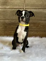 Dexter, a male Boston Terrier for sale in Montevideo, MN – 7 of 9