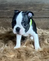 Porter, a male Boston Terrier for sale in Montevideo, MN – 3 of 8