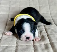 Miles, a male Boston Terrier for sale in Montevideo, MN – Photo 2 of 9