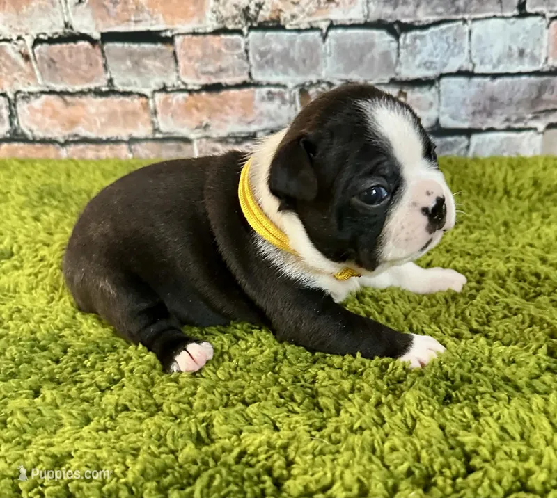 Miles – Boston Terrier puppy for sale in Montevideo, MN