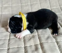 Miles, a male Boston Terrier for sale in Montevideo, MN – Photo 3 of 9