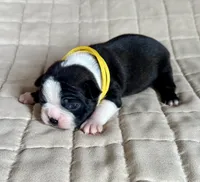 Miles, a male Boston Terrier for sale in Montevideo, MN – Photo 6 of 9