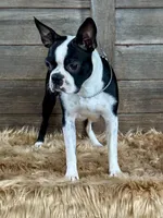 Miles, a male Boston Terrier for sale in Montevideo, MN – Photo 8 of 9