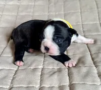 Miles, a male Boston Terrier for sale in Montevideo, MN – Photo 1 of 9