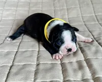 Miles, a male Boston Terrier for sale in Montevideo, MN – Photo 7 of 9