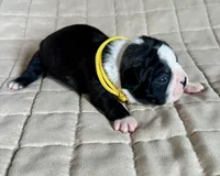 Miles, a male Boston Terrier for sale in Montevideo, MN – Photo 4 of 9